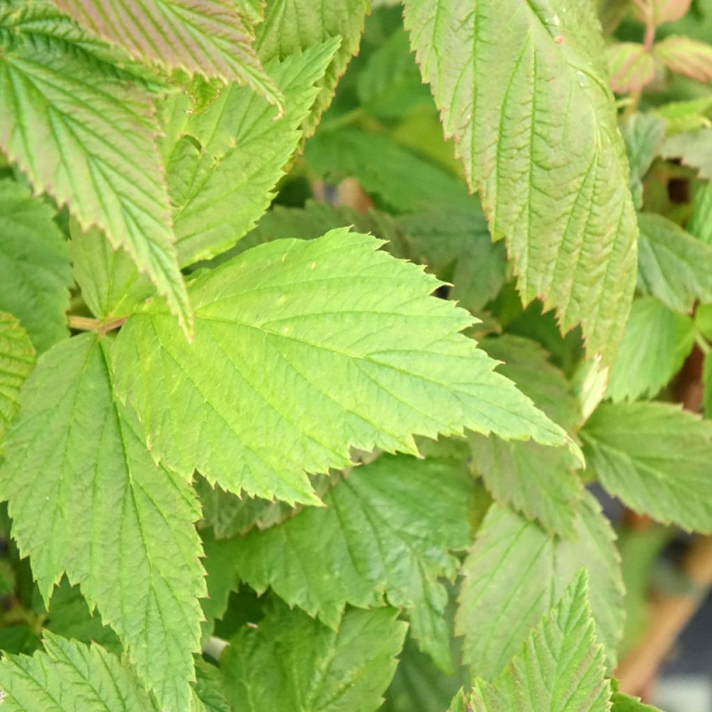 Framboisier remontant Malling Passion - Rubus idaeus (remontant)