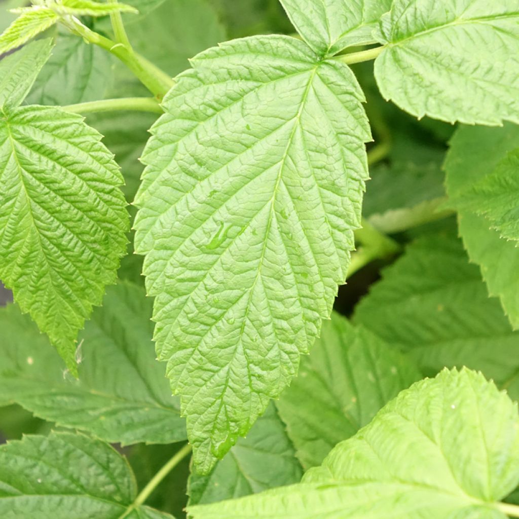 Framboisier Schlaraffia Golddigger - Rubus idaeus