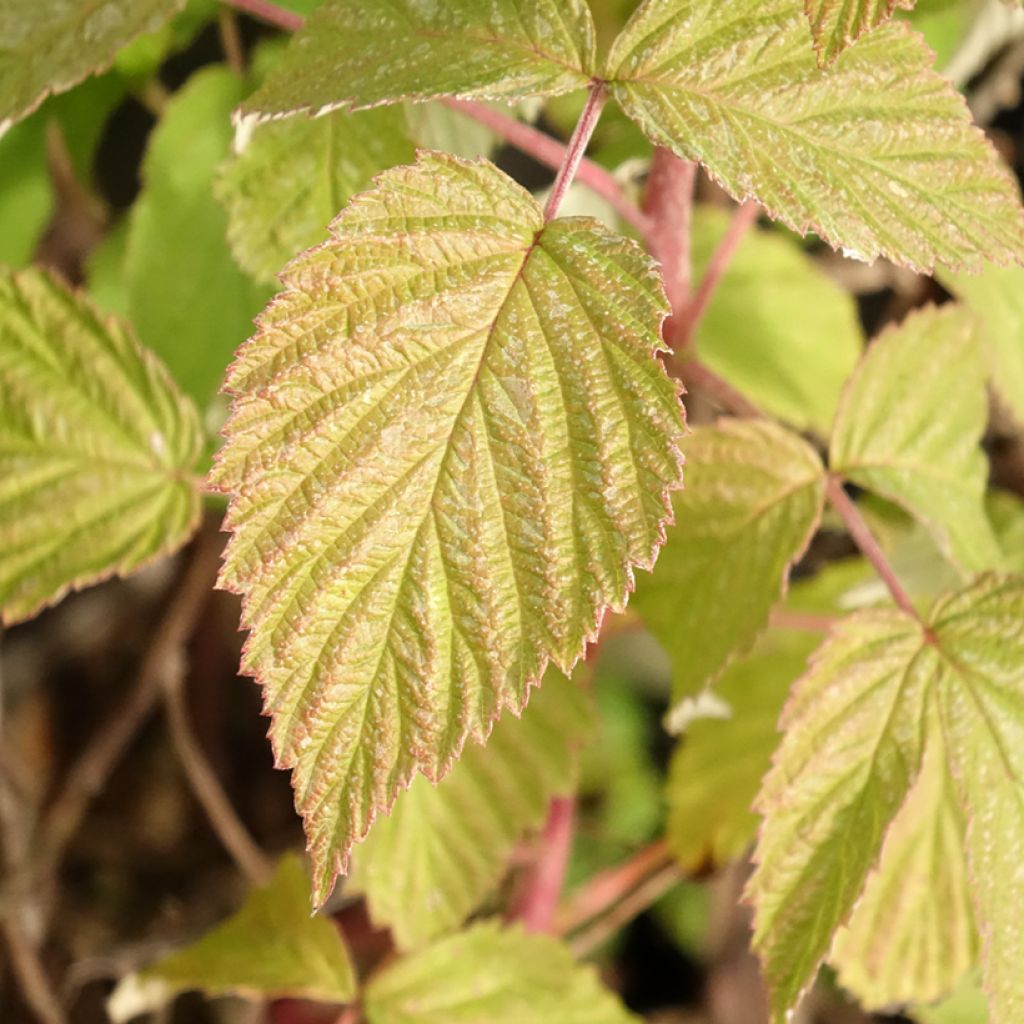 Framboisier Twotimer Allyouneed - Rubus idaeus (remontant)