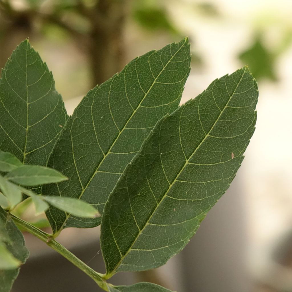 Frêne nain - Fraxinus excelsior Abiona