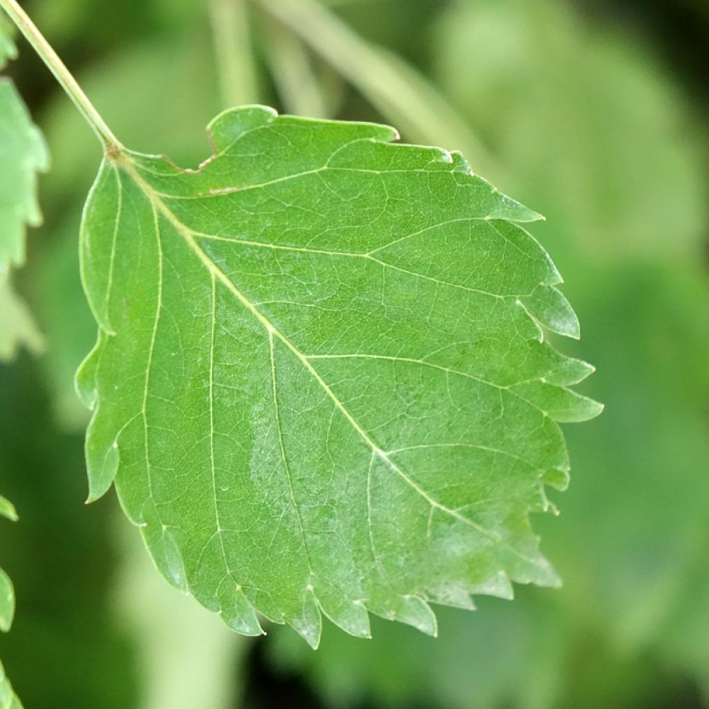 Fraxinus excelsior Heterophylla Pendula - Frêne pleureur