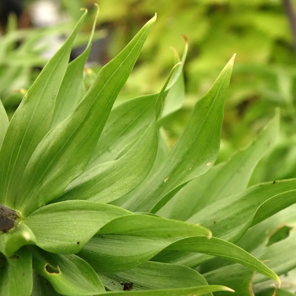 Fritillaire imperialis Rubra - Couronne impériale