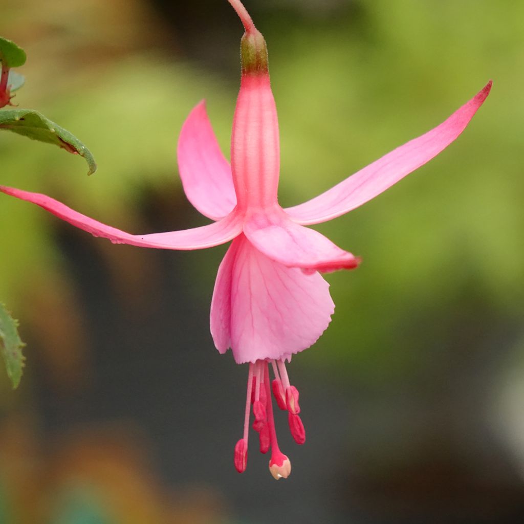Fuchsia Beacon Rosa