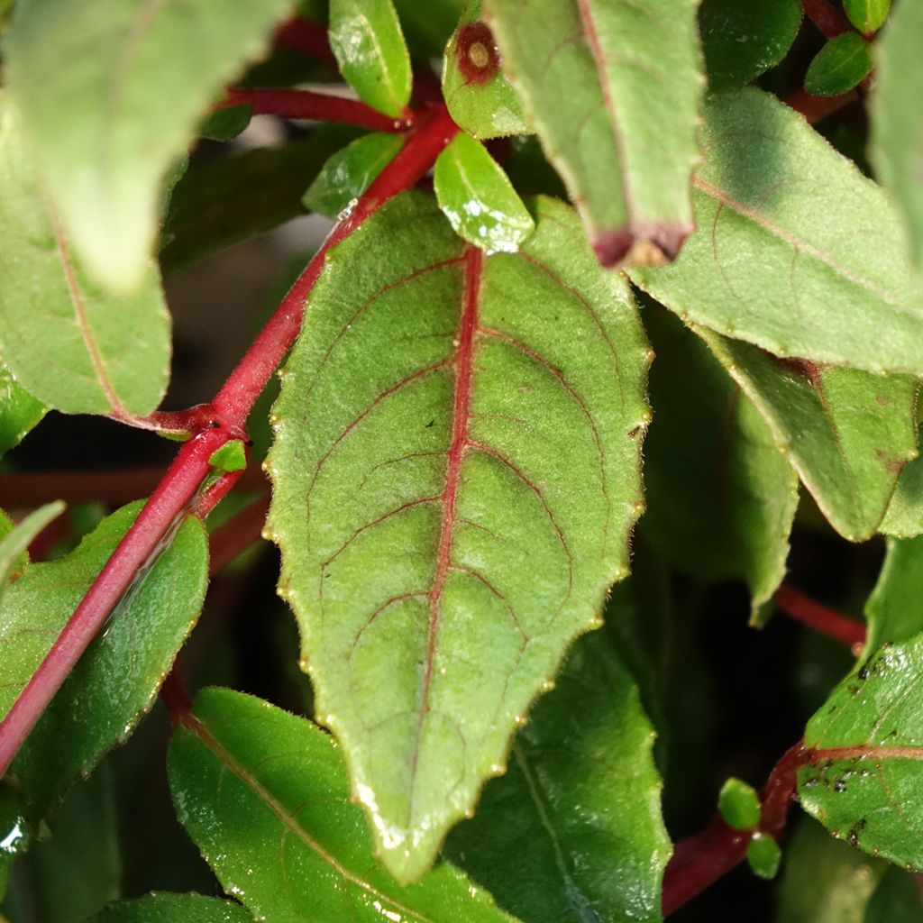Fuchsia Bella Sacha
