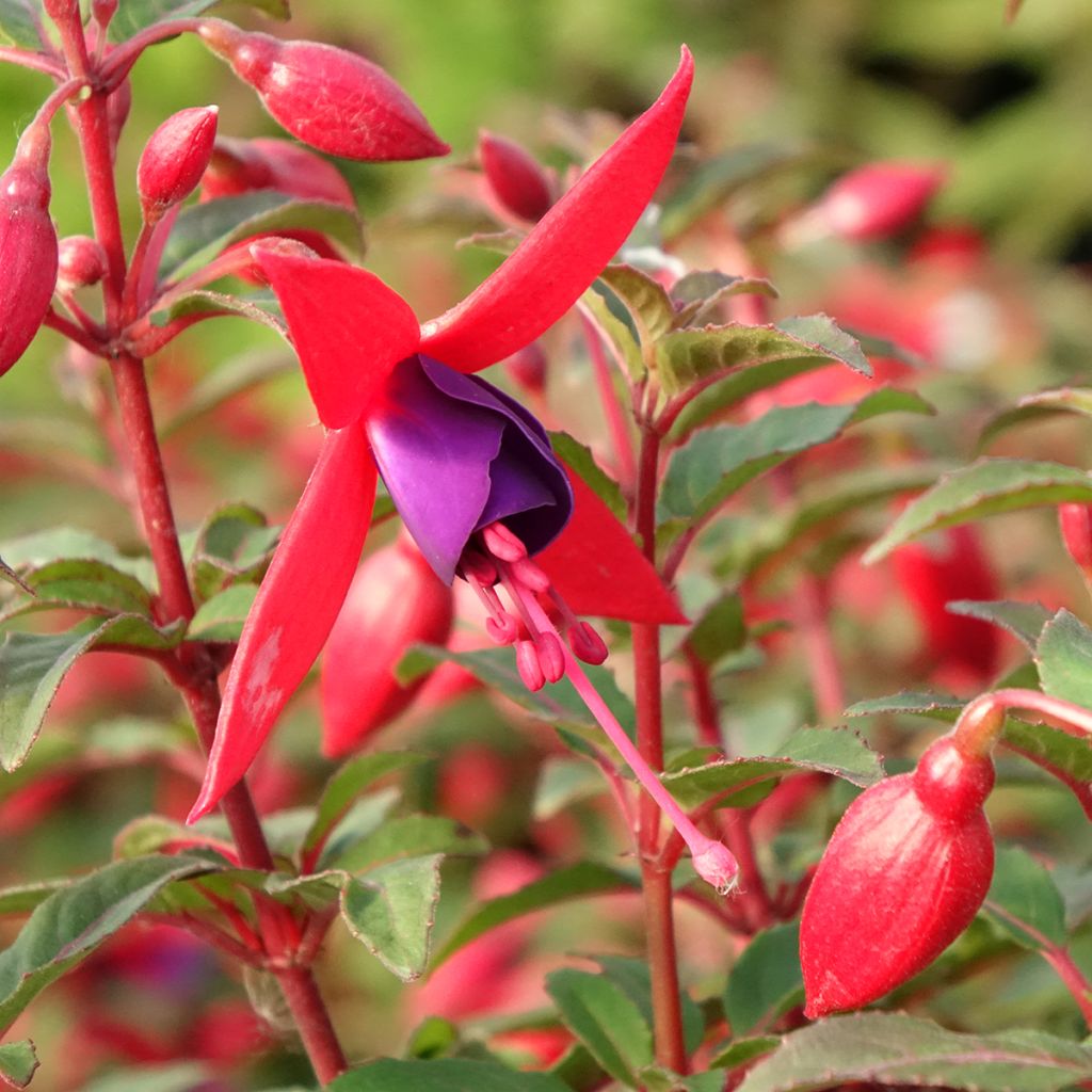 Fuchsia Bella Sacha