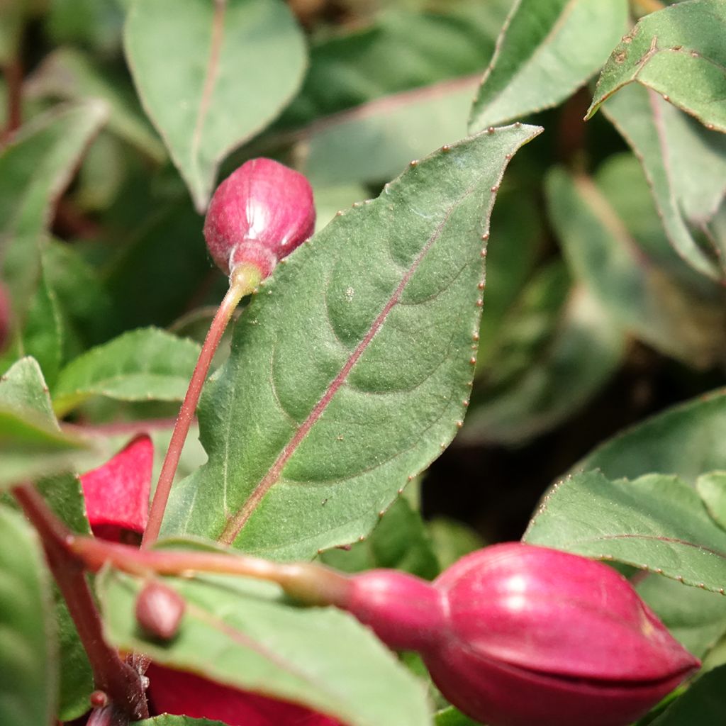 Fuchsia Bella Soila