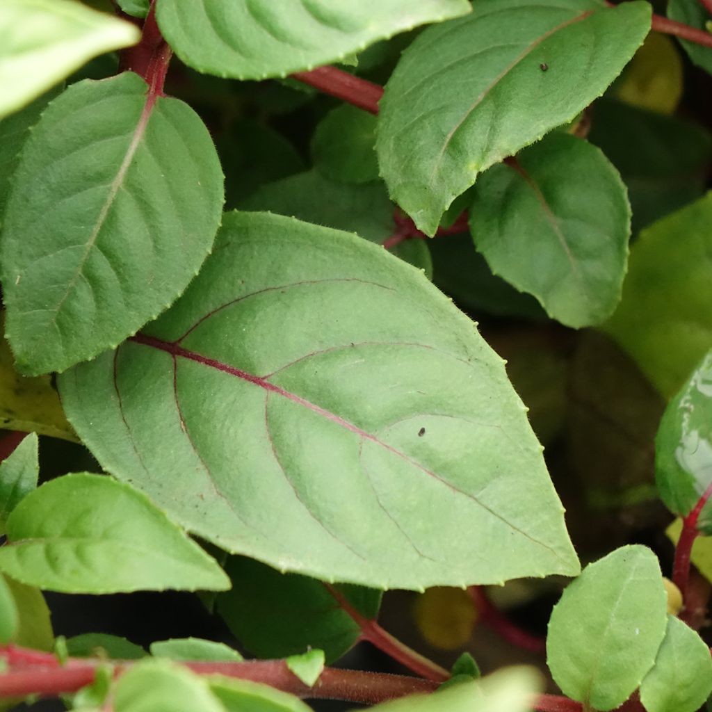 Fuchsia Bush Paula Jane