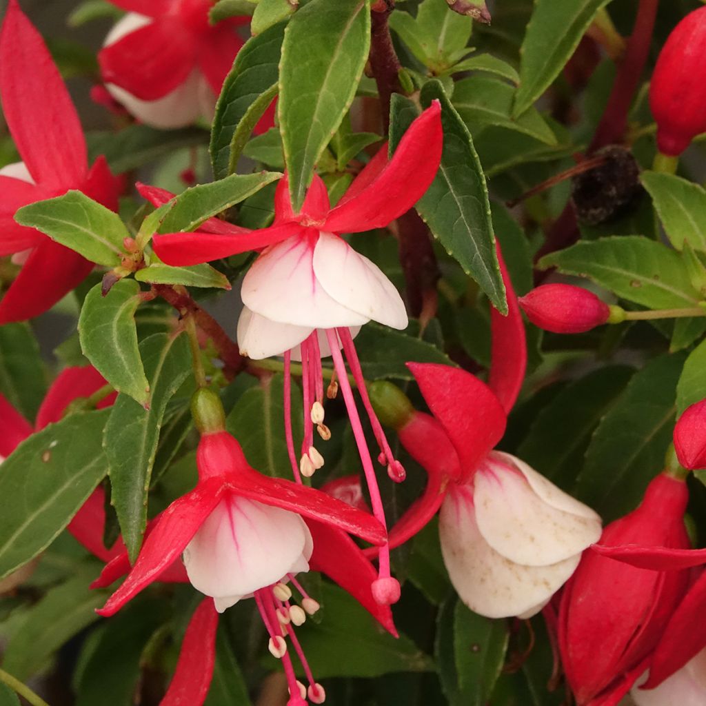 Fuchsia Ernie