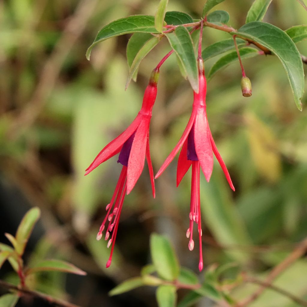 Fuchsia hatschbachii - Fuchsia de Hatschbach