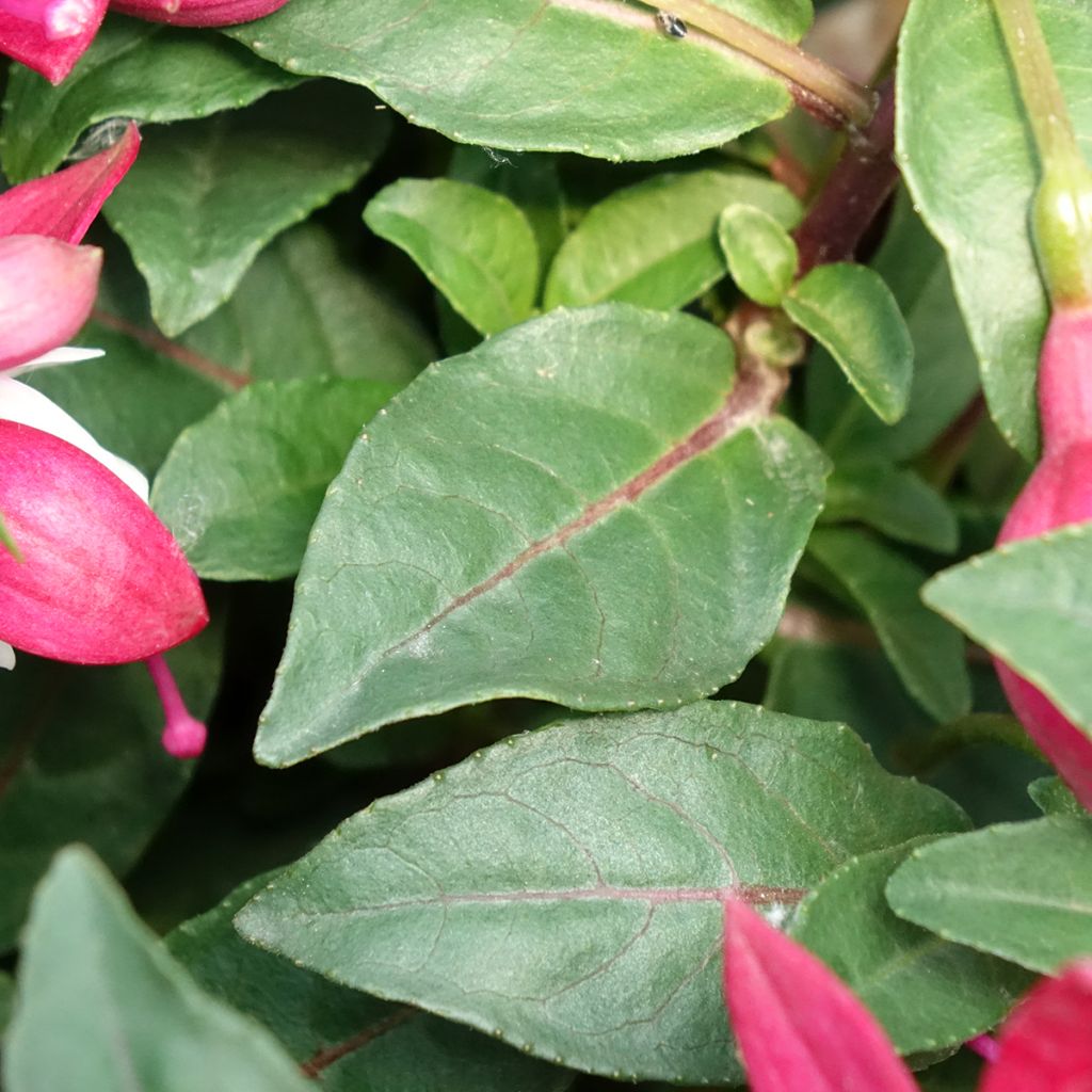 Fuchsia Jollies Madiran