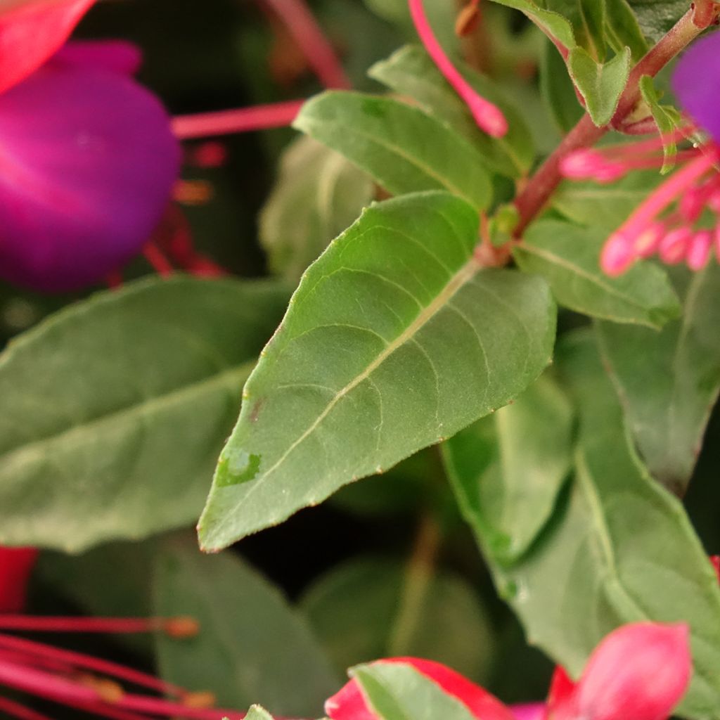 Fuchsia Jollies Nantes