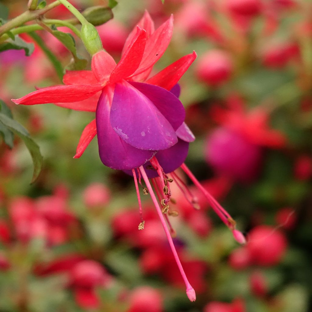Fuchsia Jollies Nantes