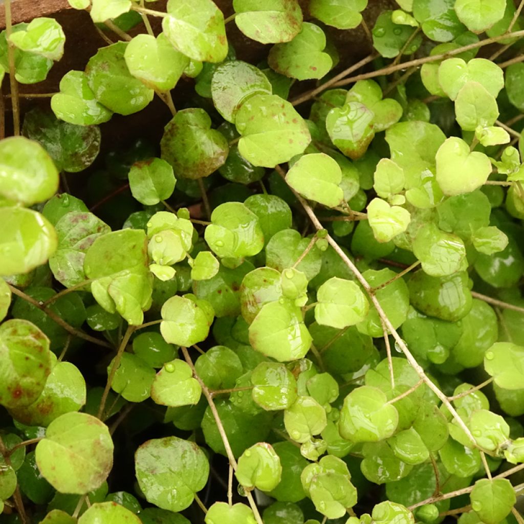 Fuchsia procumbens