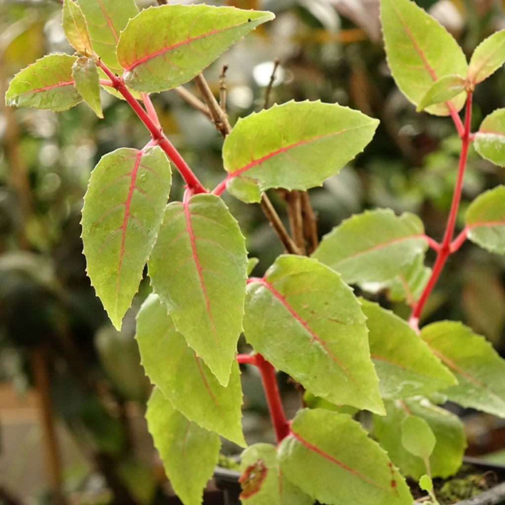 Fuchsia R.A.F
