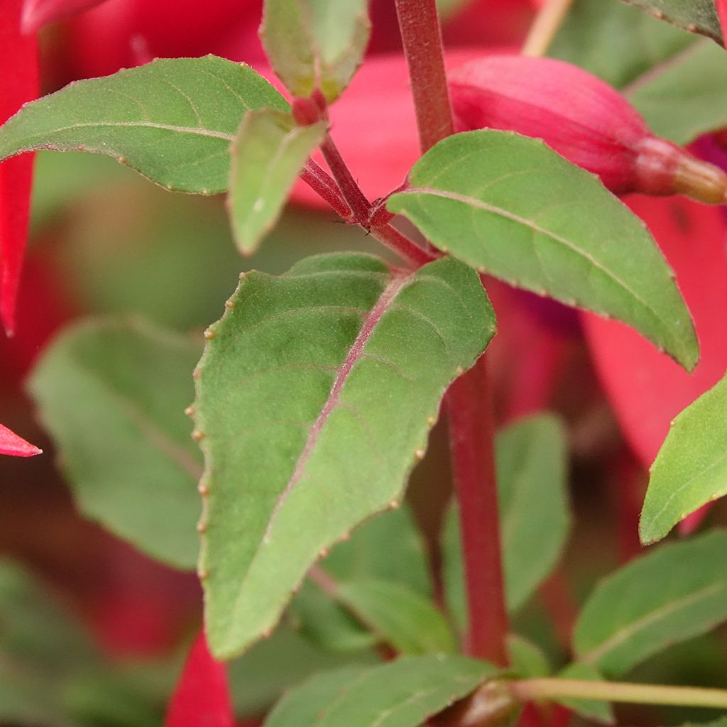 Fuchsia regia Regal