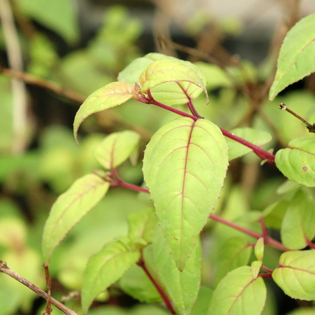 Fuchsia retombant Rohees New Millenium 