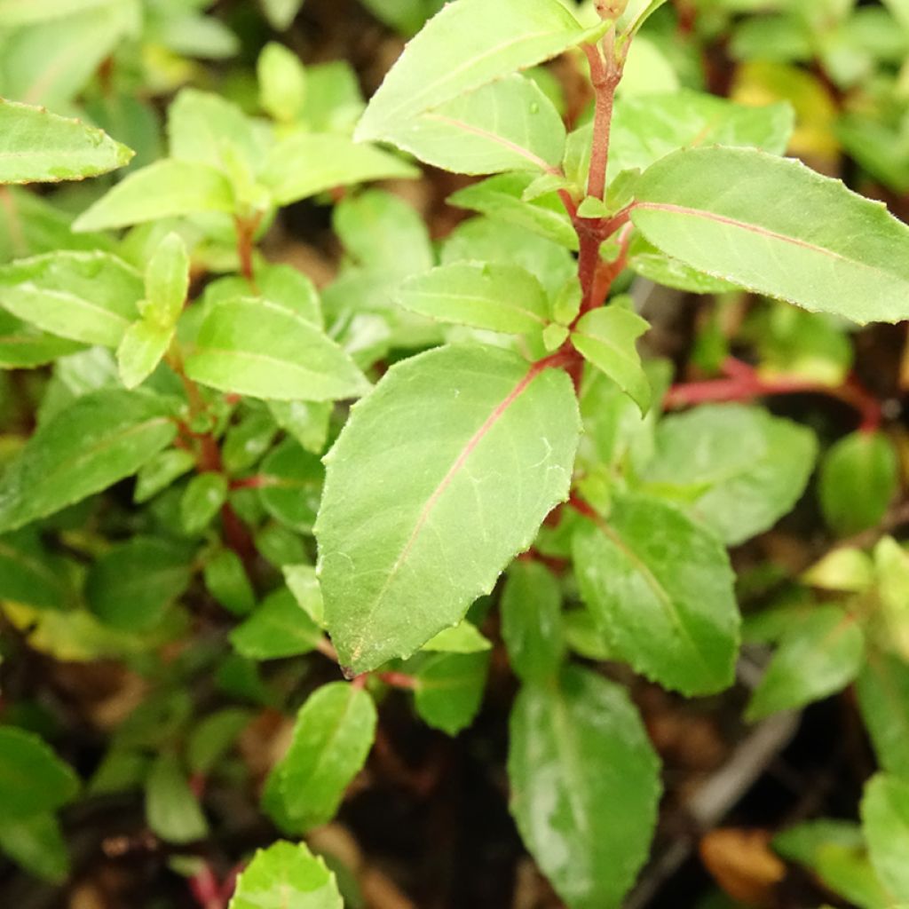Fuchsia rustique Lady Thumb