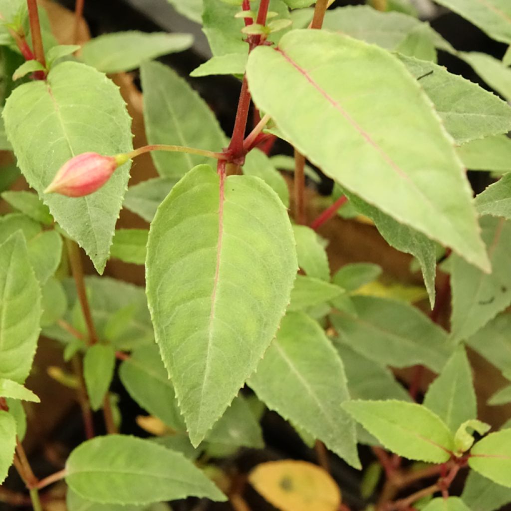 Fuchsia Winston Churchill