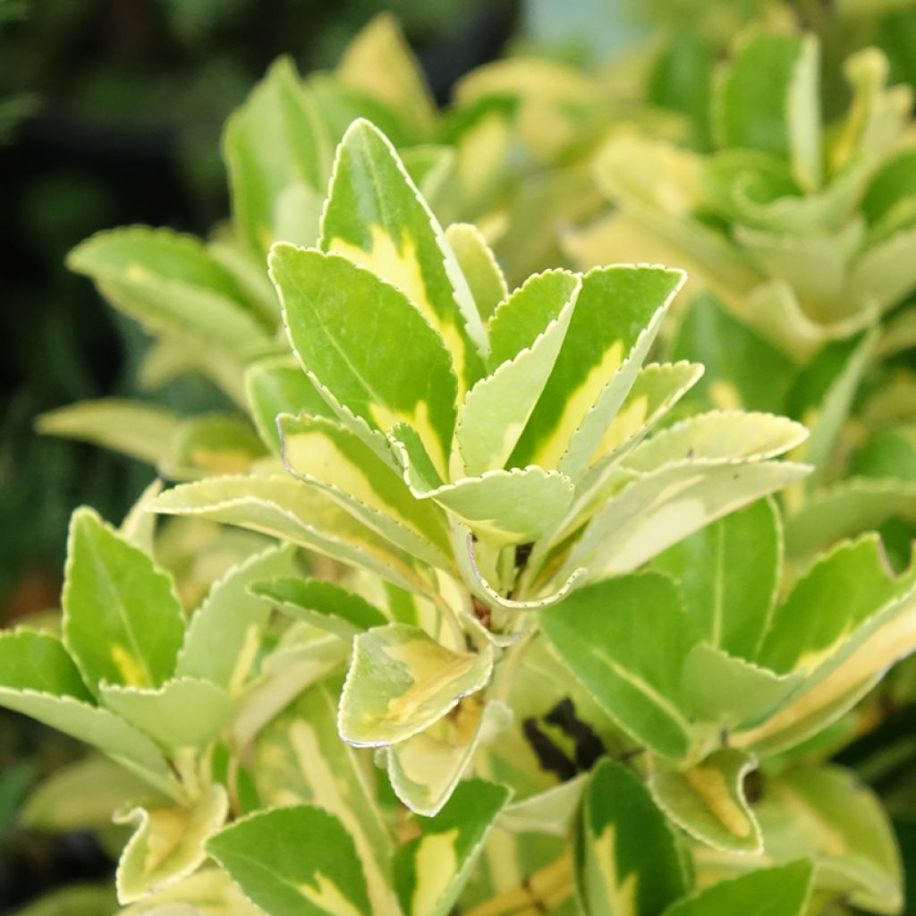 Fusain du Japon - Euonymus japonicus Duc d'Anjou