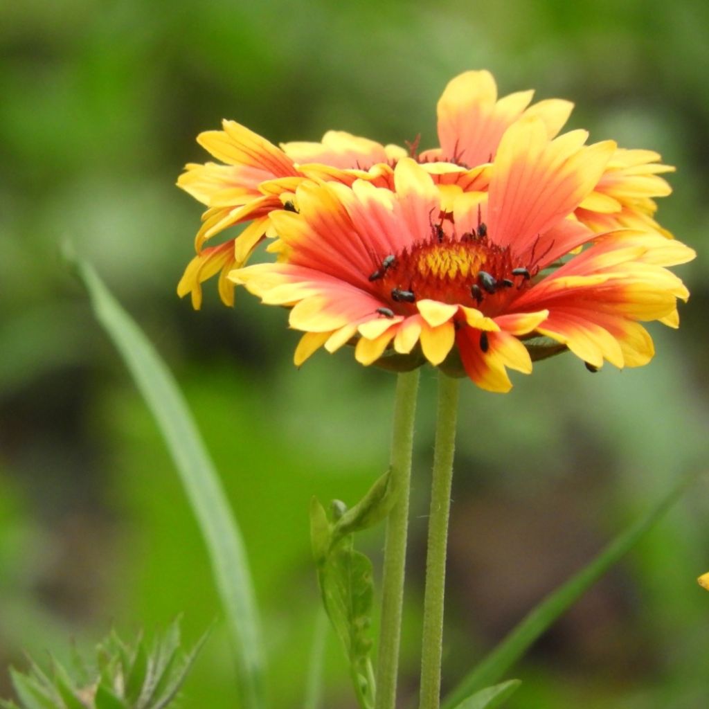 Gaillarde aristata Amber Wheels