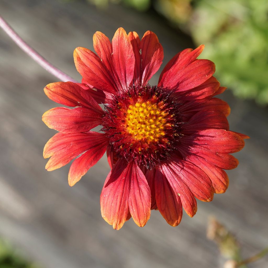 Gaillarde Bourgogne (Burgunder)