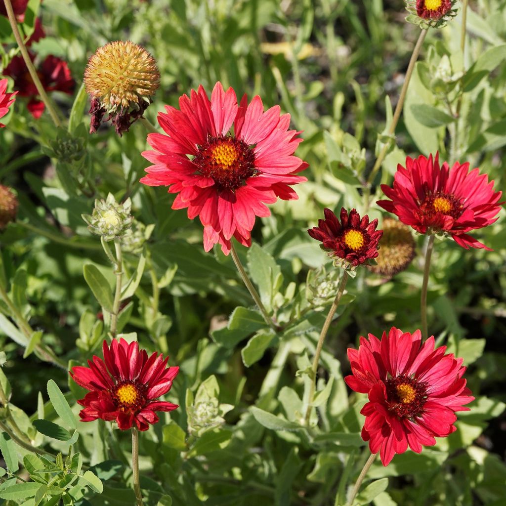 Gaillarde Bourgogne (Burgunder)