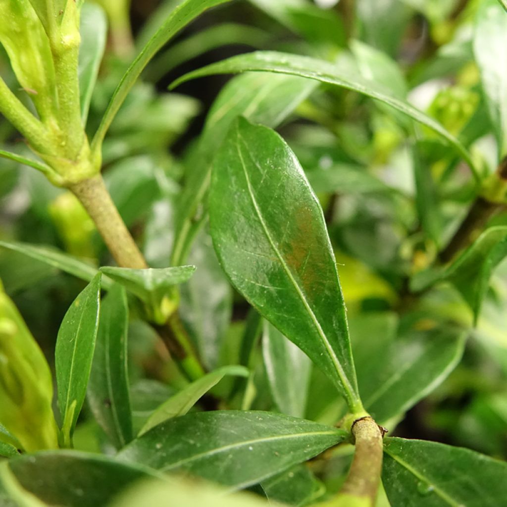 Gardenia Sweetheart - Jasmin du Cap