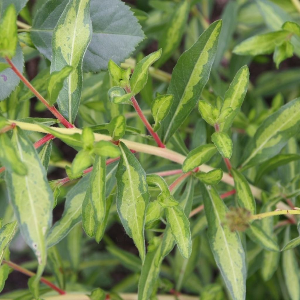 Gaura lindheimeri Corrie's Gold - Gaura de Lindheimer à feuillage panaché