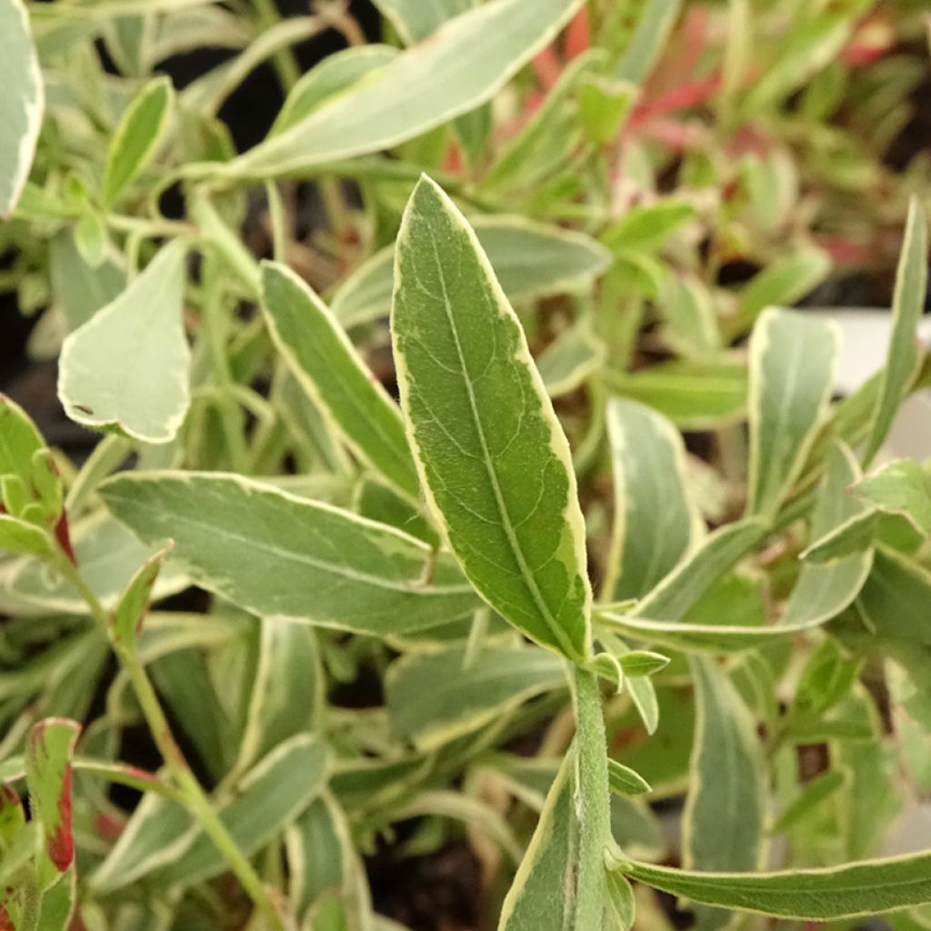 Gaura lindheimeri Freefolk Rosy