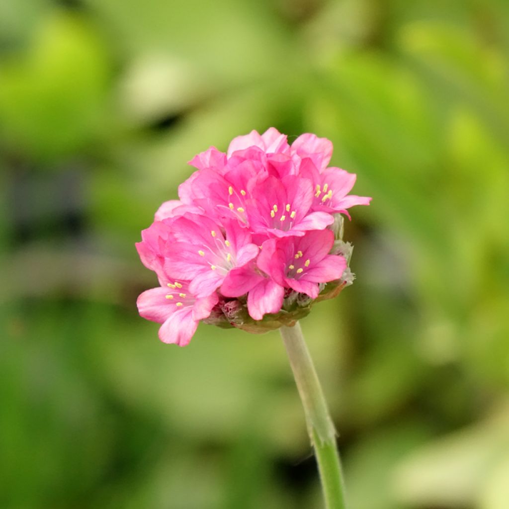 Gazon d'Espagne, Armeria hybrida Ornament