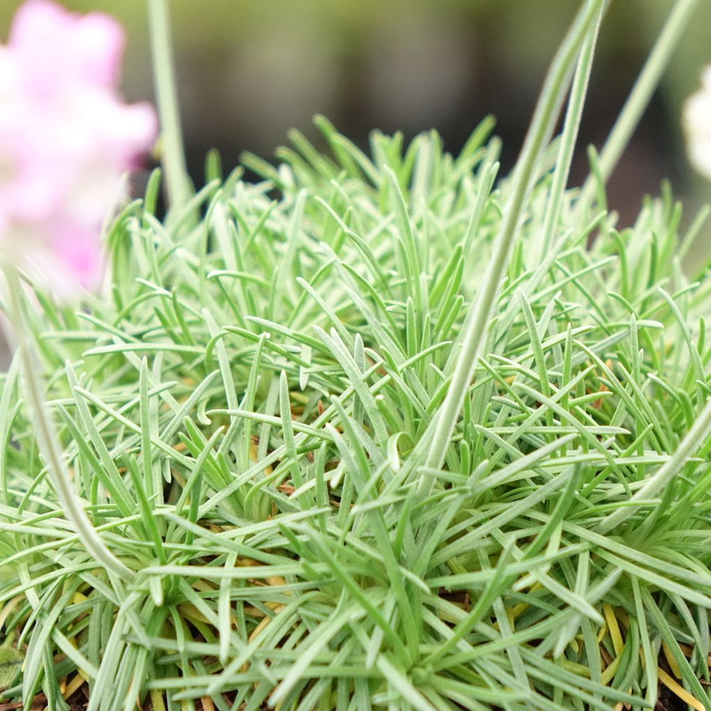 Gazon d'Espagne, Armeria juniperifolia, Armérie à feuilles de genévrier
