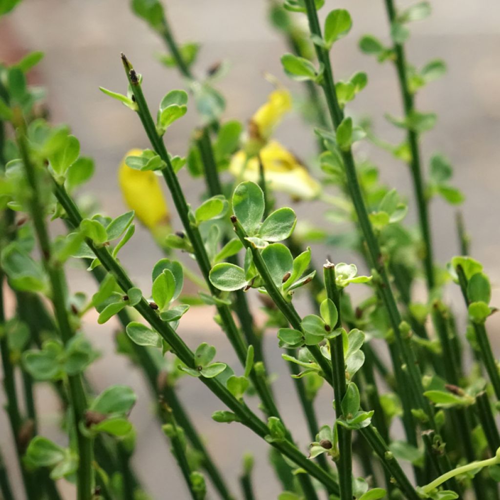 Genêt à balais - Cytisus scoparius Vanesse