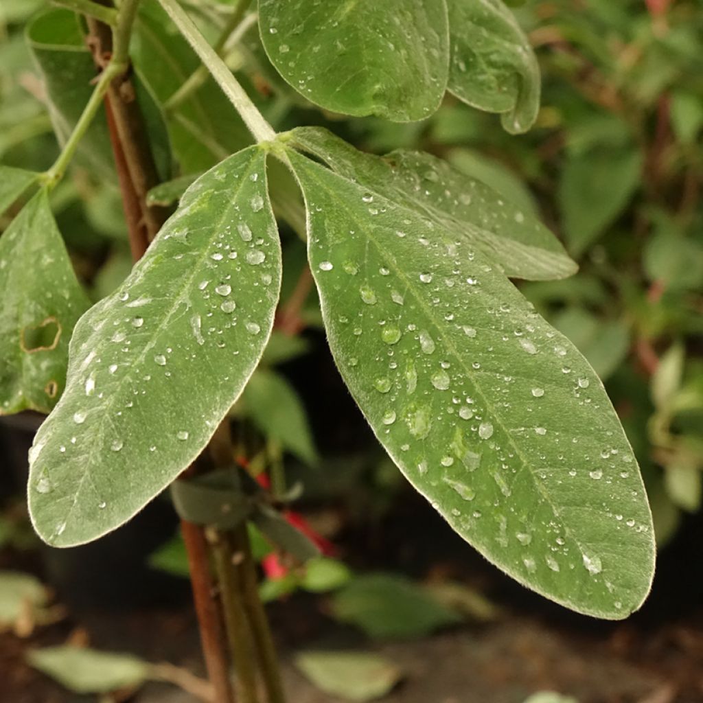 Genêt ananas - Cytisus battandieri