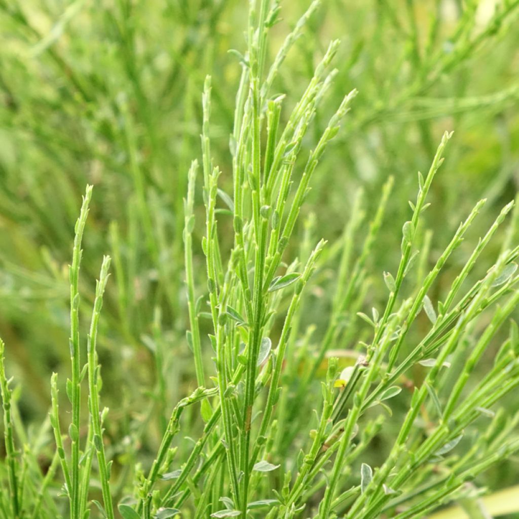 Genêt - Cytisus Golden Sunlight
