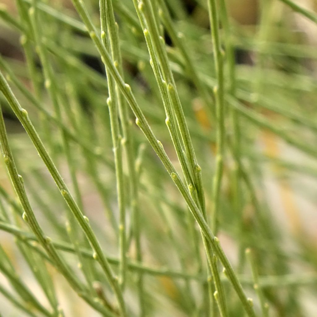 Genêt précoce - Cytisus x praecox
