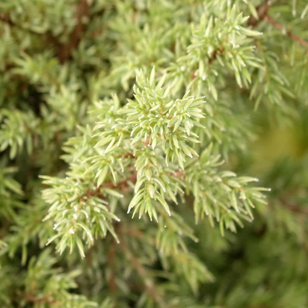 Genévrier commun - Juniperus communis Pyramidalis