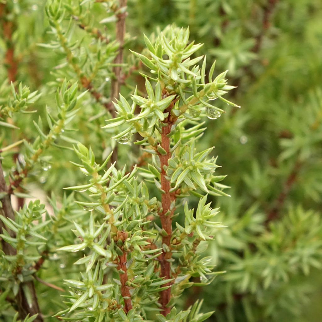 Genévrier commun - Juniperus communis Sentinel