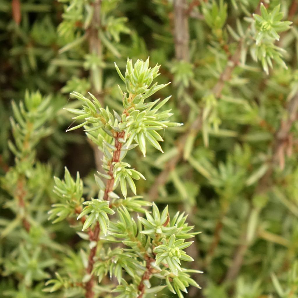Genévrier commun - Juniperus communis Sentinel