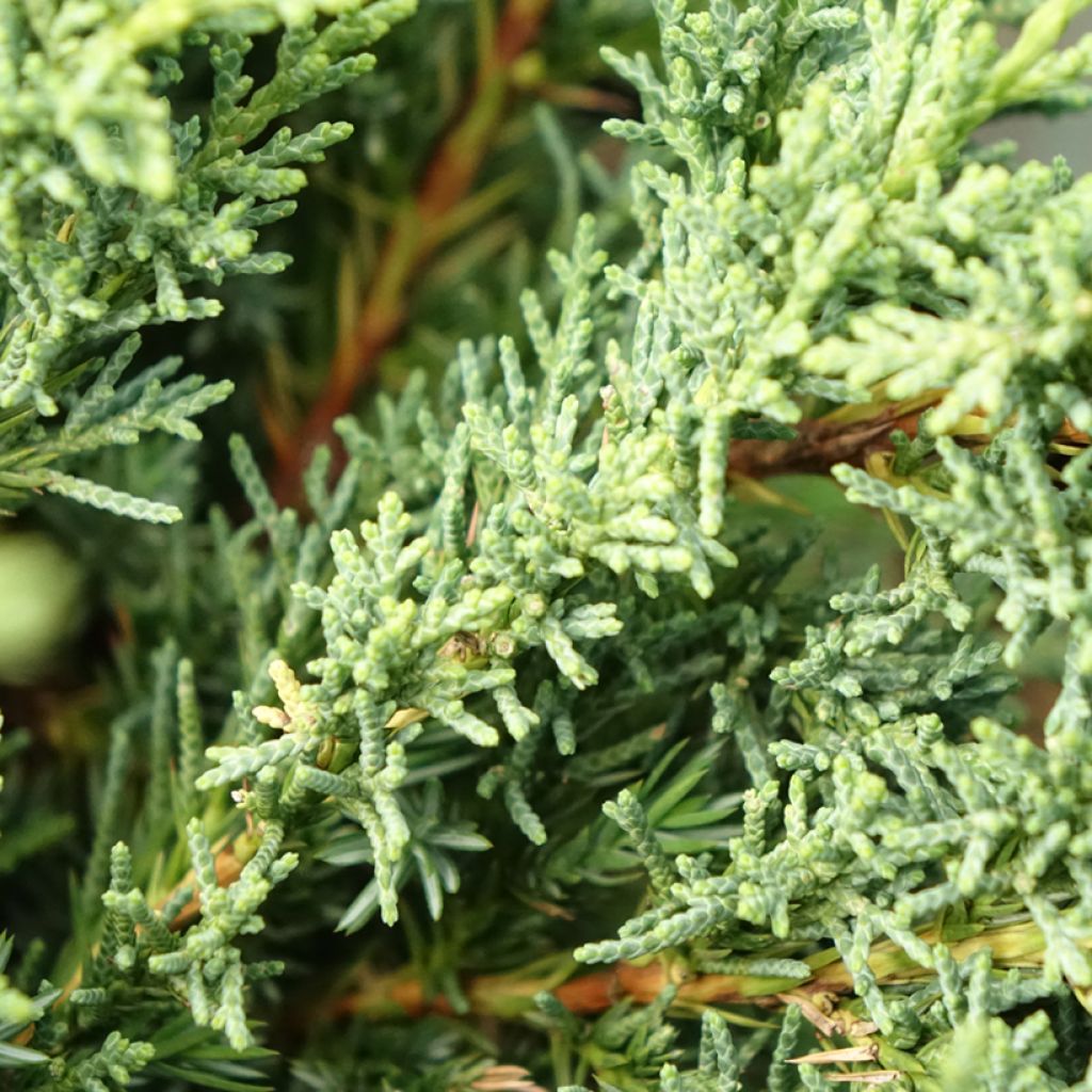 Genévrier hybride - Juniperus chinensis Blaauw             