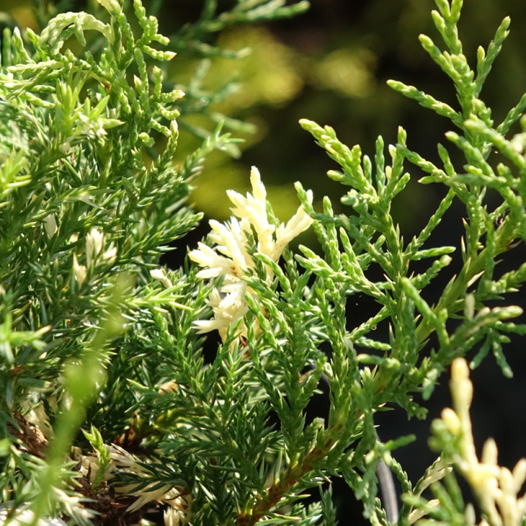 Genévrier - Juniperus pfitzeriana White Splash