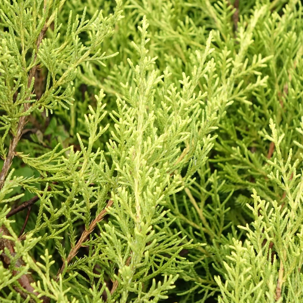 Genévrier - Juniperus x media Pfitzeriana Aurea