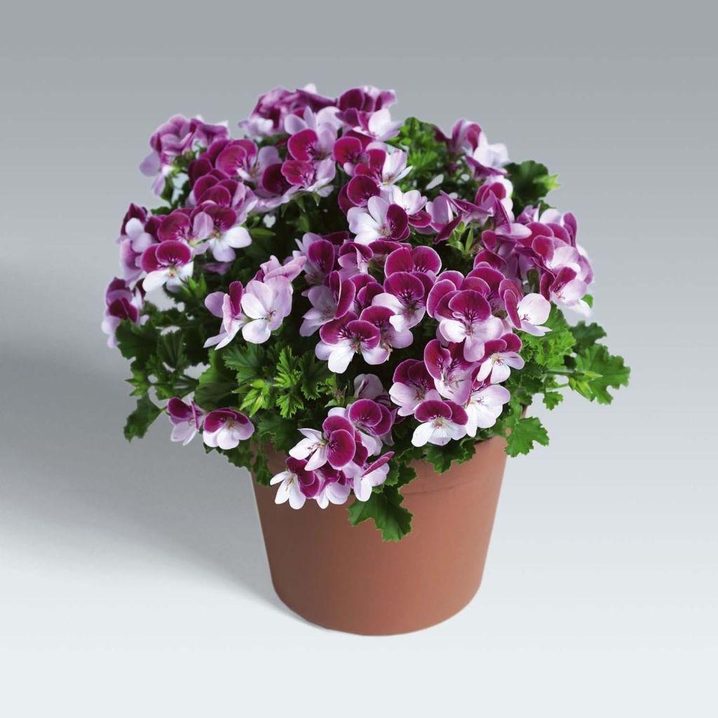 Pelargonium Angel Eyes Bicolor Purple White