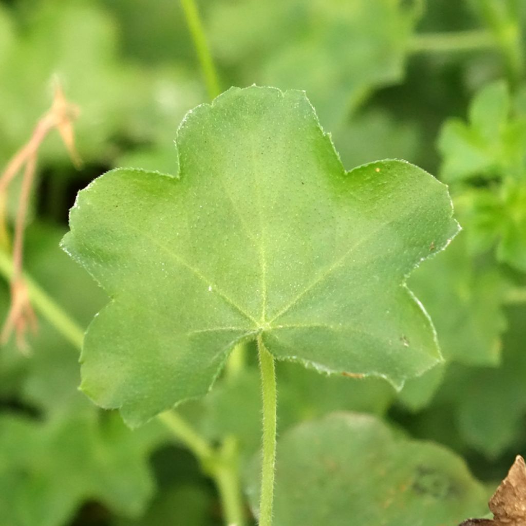 Géranium-lierre Roi des Balcons rose lilas