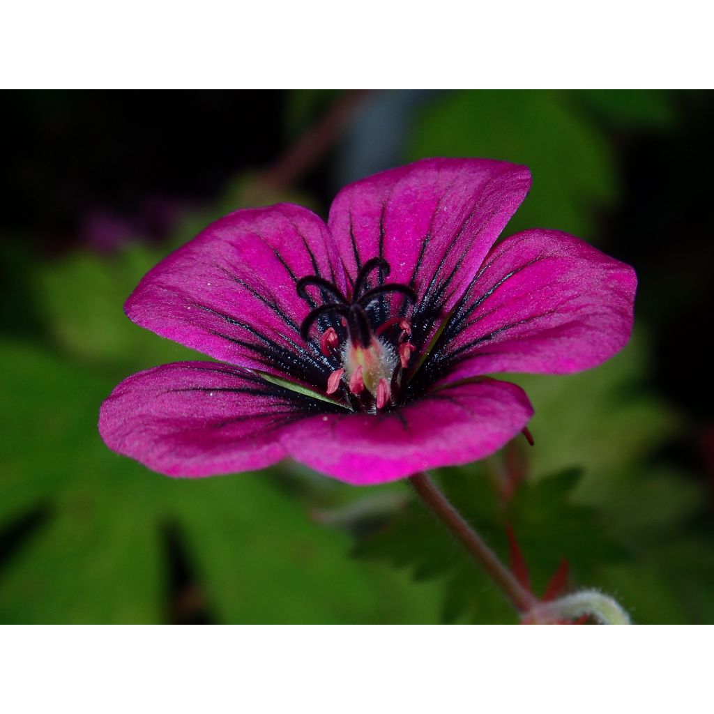 Géranium vivace Ann Folkard
