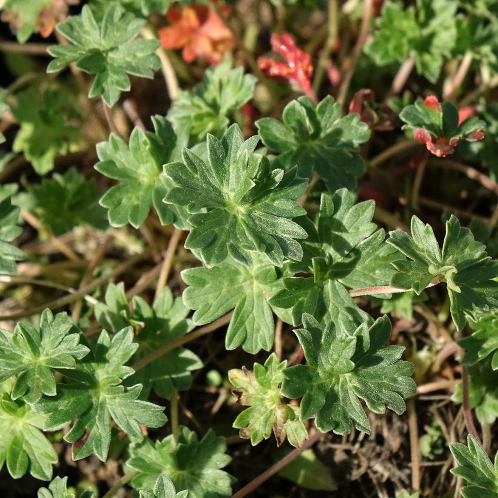Géranium vivace cinereum v. subcaulescens Giuseppii