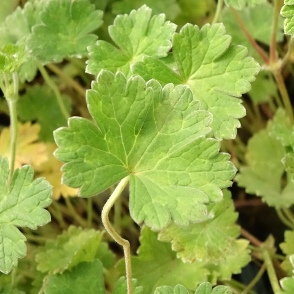 Geranium vivace Coombland White