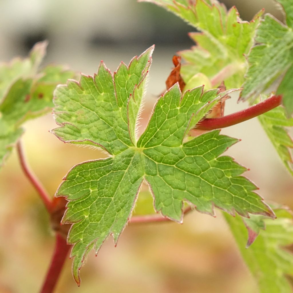 Geranium vivace Daily Purple