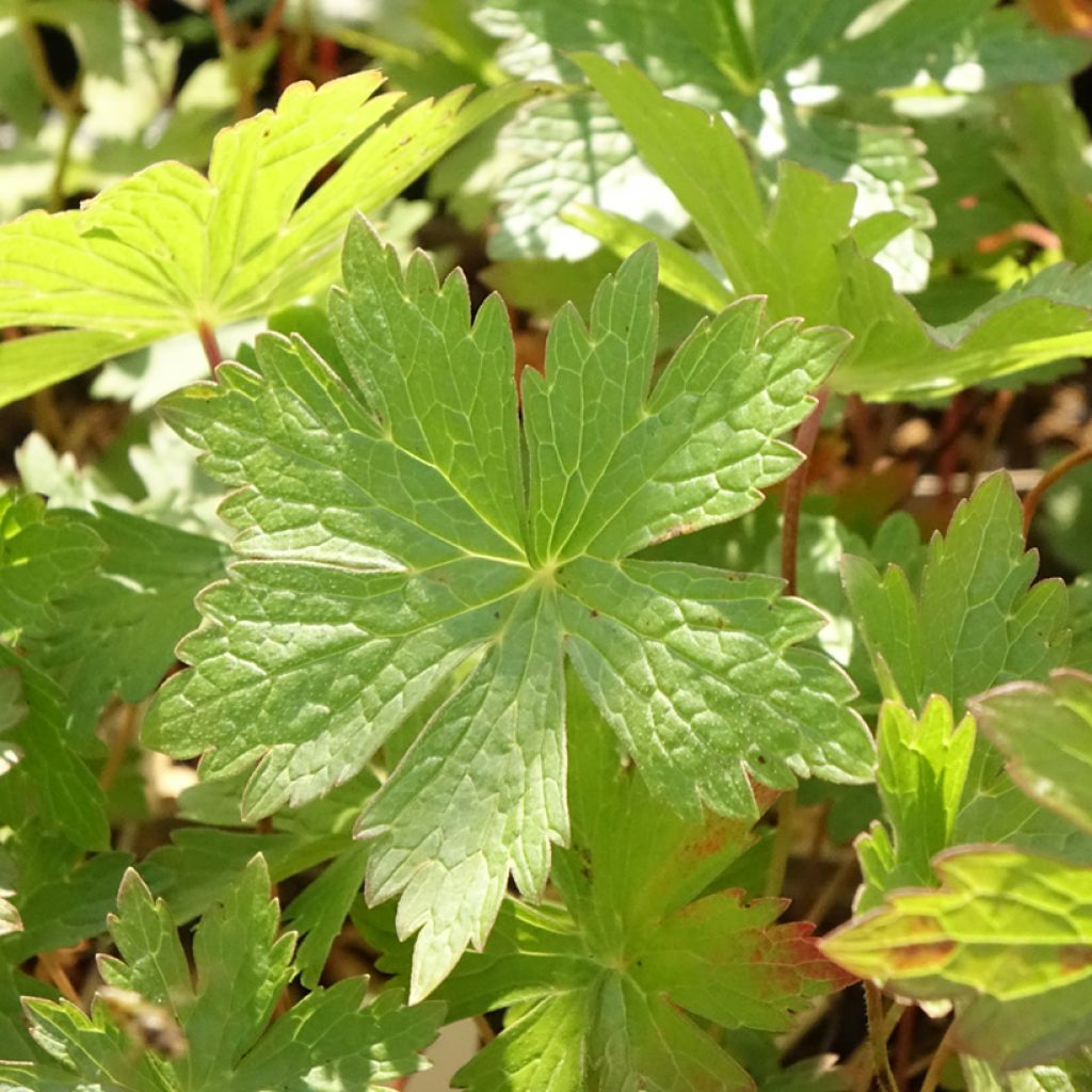 Geranium vivace maculé Vickie Lynn