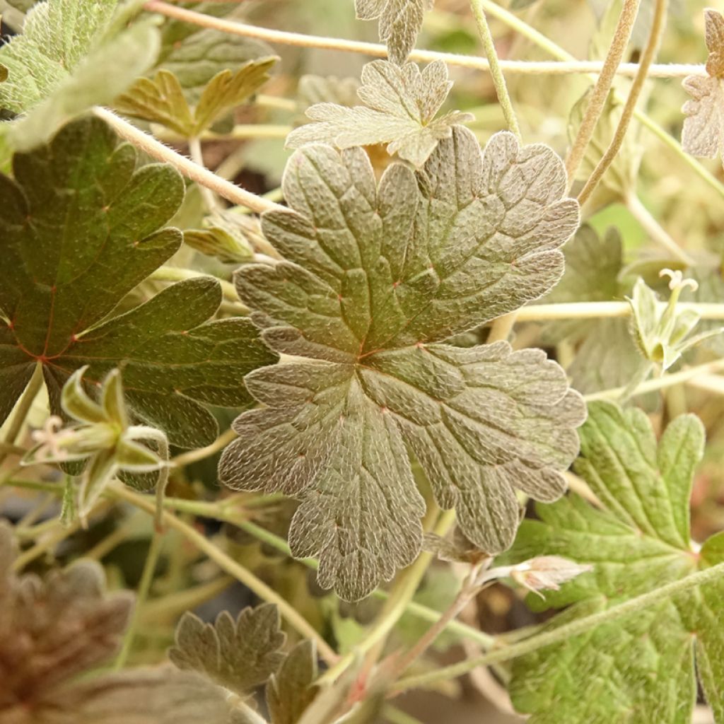 Géranium vivace Rothbury Red