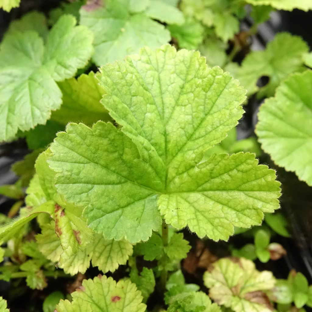 Geum coccineum Koi - Benoîte
